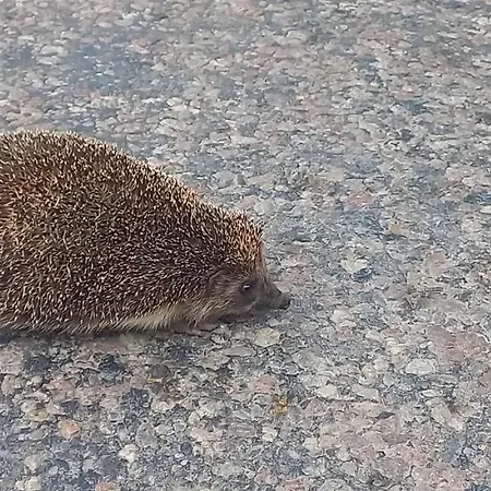 Zawady Oleckie- Ostoja Hébergement de vacances Kowale Oleckie